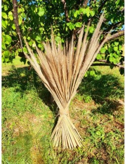 Bouquet pampa haute